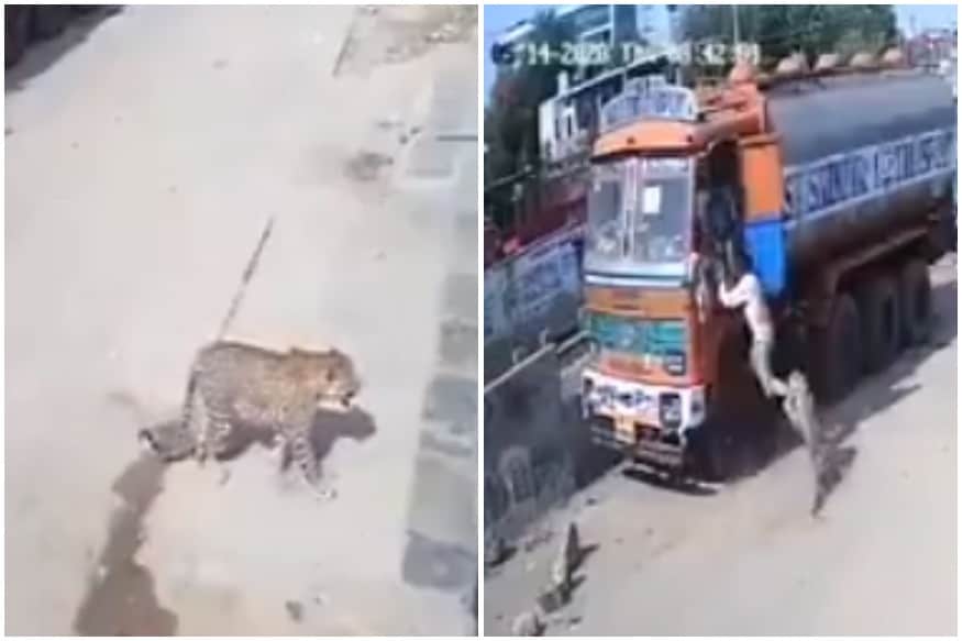 Watch Leopard Attacks Truck Cleaners Days After Being Spotted Resting In Hyderabad [ 583 x 875 Pixel ]
