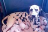 This Dalmatian Surprised her Owner With Birth of 18 Puppies after 14-hour-long Labour