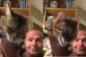 Watch: These Two Cats Fight as Journalist Goes Live from Home during TV Broadcast