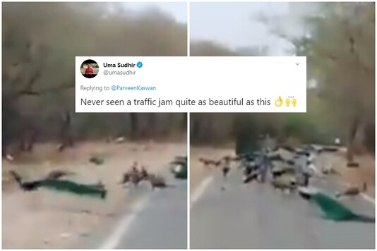 A pride of peafowl were spotted casually crossing the road in a video | Image for representation 