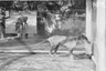 WATCH: Rare Footage from 1935 Showing Last-known Tasmanian Tiger