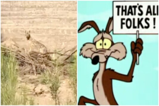 When netizens witnessed a real life chase between a coyote and a road runner | Image credit: Twitter 