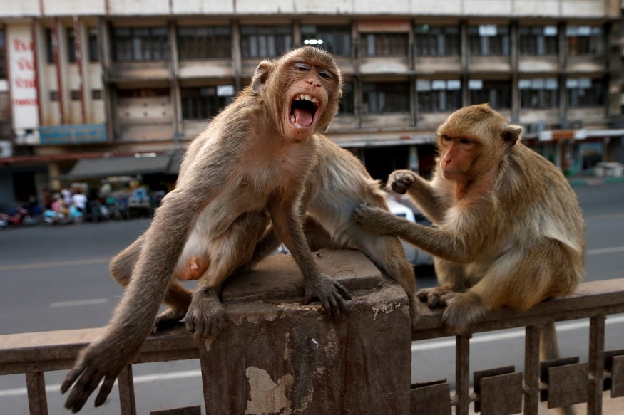 Monkey Runs Away with Covid-19 Test Samples After Attacking Lab Worker in  Meerut