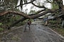 A Personal Loss: How Death of Over 5,000 Trees Due to Amphan Cyclone Will Impact Kolkata