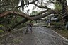 A Personal Loss: How Death of Over 5,000 Trees Due to Amphan Cyclone Will Impact Kolkata