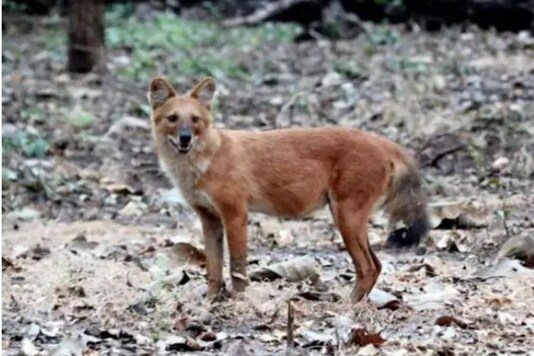 Whistling Dog Spotted in Gujarat's Surat for the First Time in 50 Years