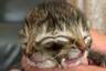 This Tiny Kitten Called 'Biscuits and Gravy' Was Born With Two Faces, Both Functional