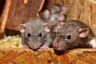 Chew it! Rats are Going to Get More Aggressive Once Lockdown Ends