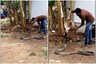 Video of Man Giving 'Bath' to King Cobra Has Left Twitter Hissing With Shock