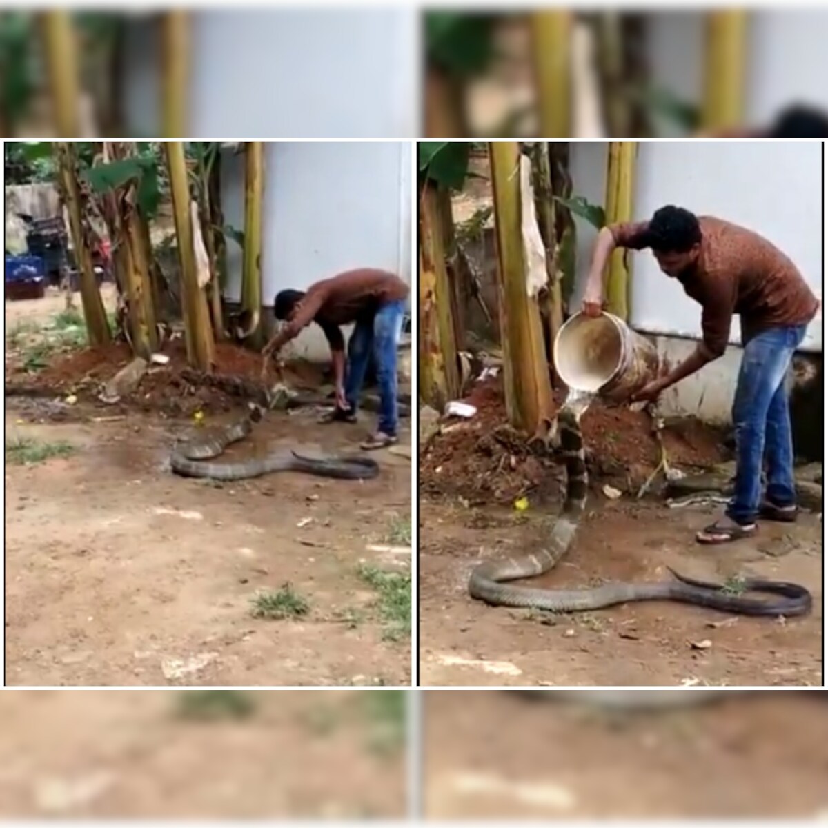 Video Of Man Giving Bath To King Cobra Has Left Twitter Hissing With Shock