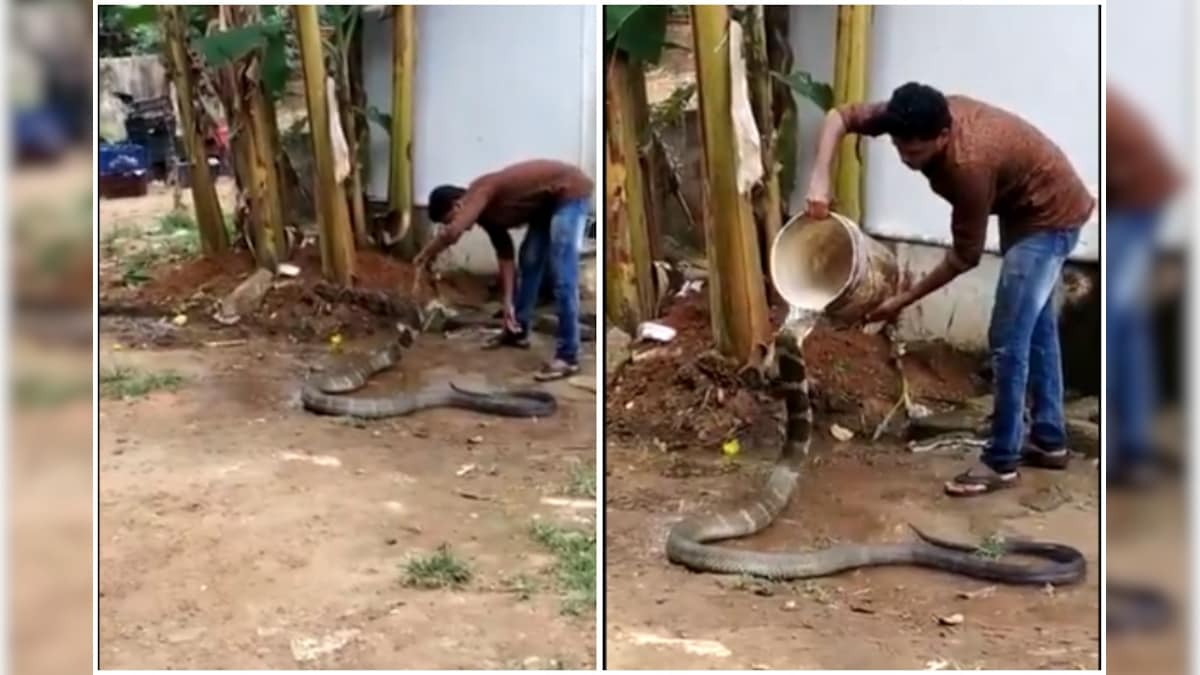 Video of Man Giving 'Bath' to King Cobra Has Left Twitter Hissing With ...