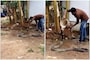 Video of Man Giving 'Bath' to King Cobra Has Left Twitter Hissing With Shock