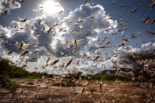 The swarms have been linked to the locust outbreak in east Africa, especially in the Horn of Africa region. (Representative image/AP)