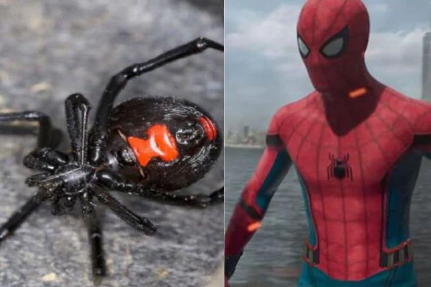 Three Brothers Get Themselves Bitten by Black Widow in a Dream to Become  Spiderman