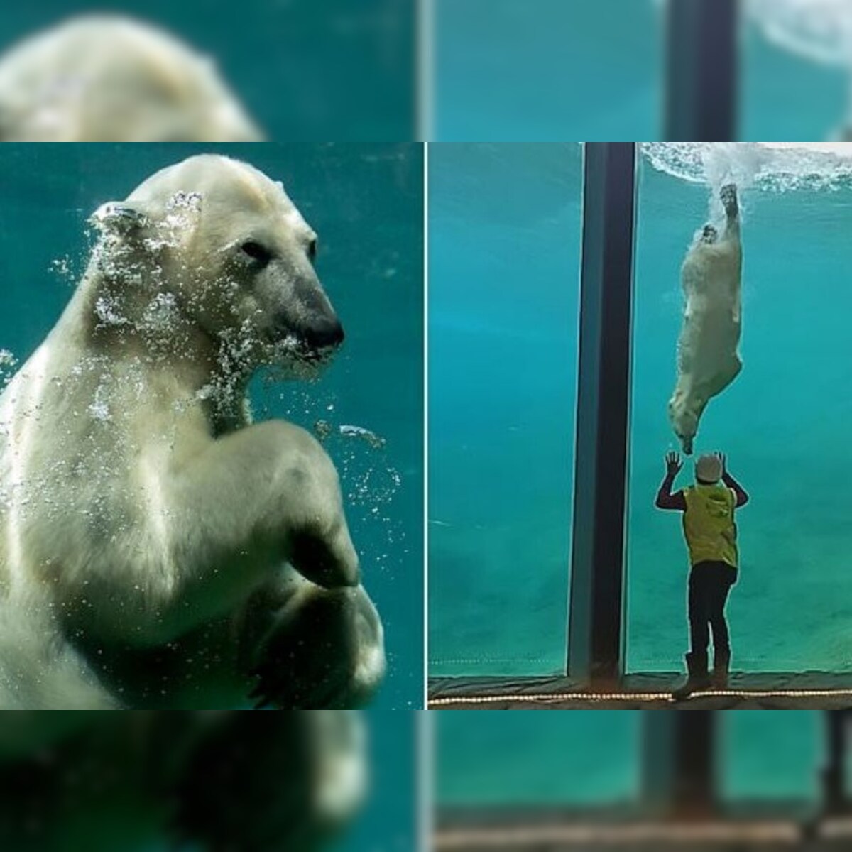 Polar Bear Plays with a Worker through His Aquarium's Glass in a Belgium zoo