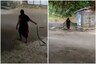 Watch: Elderly Woman Yanks King Cobra by Tail and Throws it into Forest