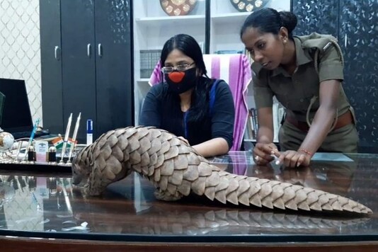 The Pangolin was rescued from a quarantine center in Athagarh forest range. (Image: Twitter/ANI)