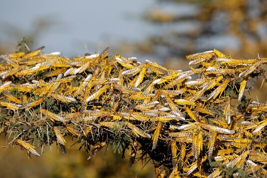 FILE PHOTO: Desert locusts. (REUTERS/Baz Ratner/File Photo)
