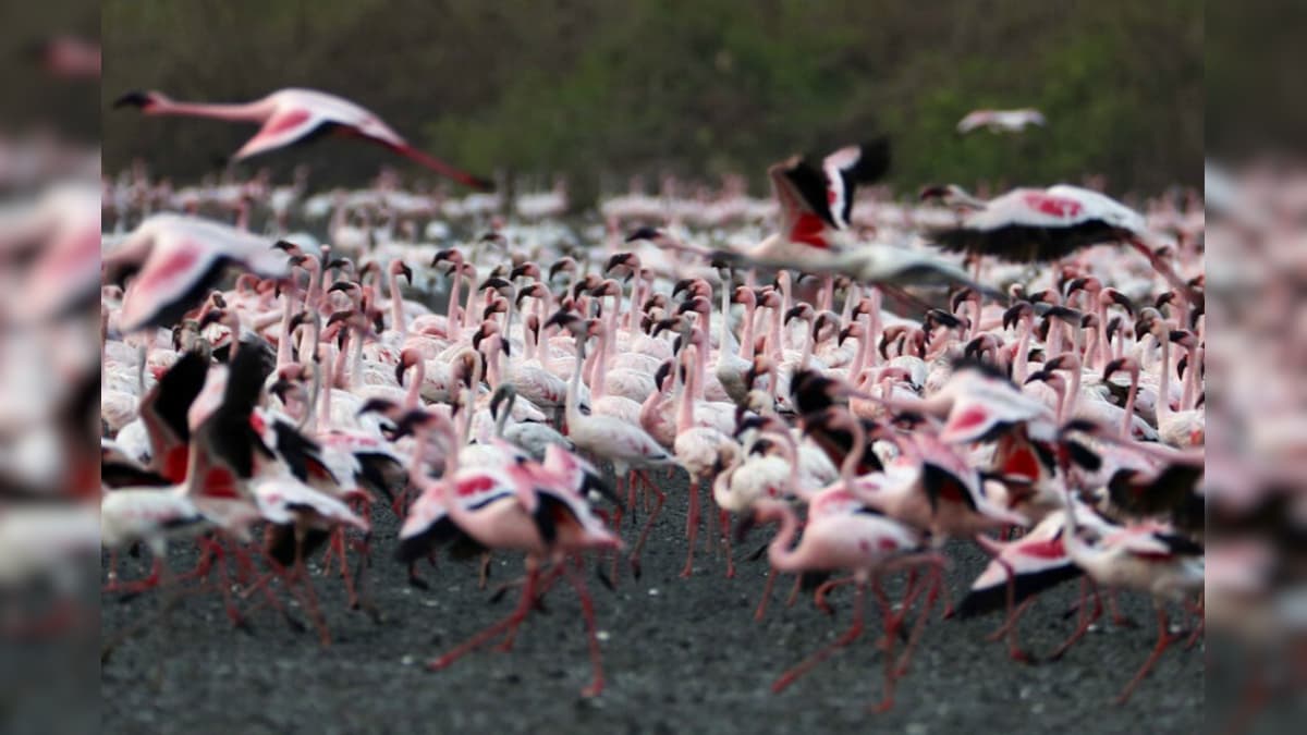 Do You Know Pinker Flamingos Are More Aggressive?