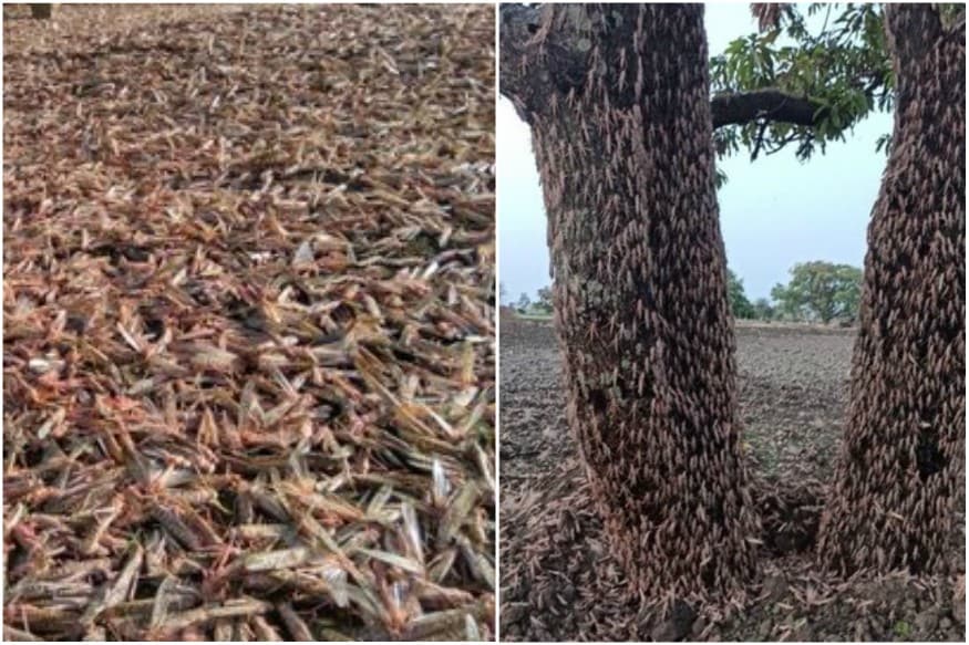 After Devouring Green Crops in Rajasthan & MP, Locusts Attack Feared in