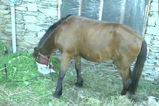 The horse was kept under observation for the night and was medically screened for body temperature before being handed over to the family. (Image: Twitter/ANI)