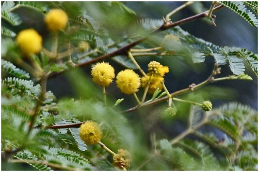 A rare new species of Babool has just been found in Rajasthan | Image: Representational