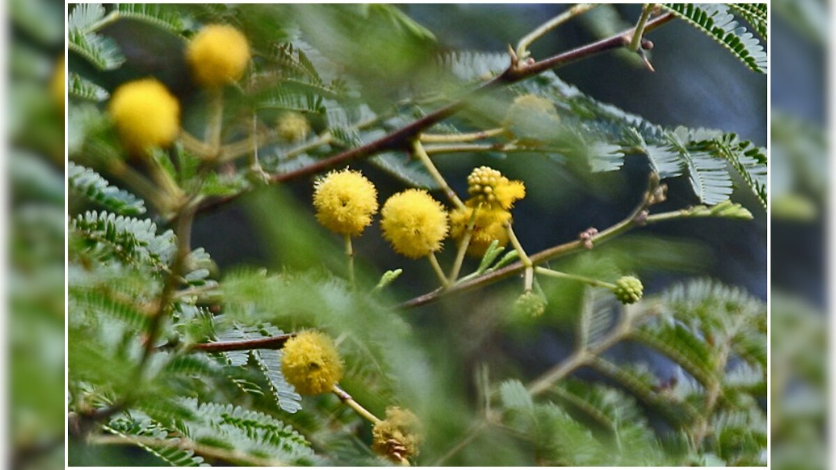 Rare Species of Babool Tree Found in Rajasthan after 68 Years Causes a ...