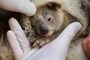 Birth of the First Koala Since Devastating Australian Bushfire is the Positivity We Needed