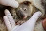 Birth of the First Koala Since Devastating Australian Bushfire is the Positivity We Needed