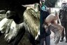 Odisha Forest Officials Rescue American Brown Pelicans Injured in Cyclone Amphan