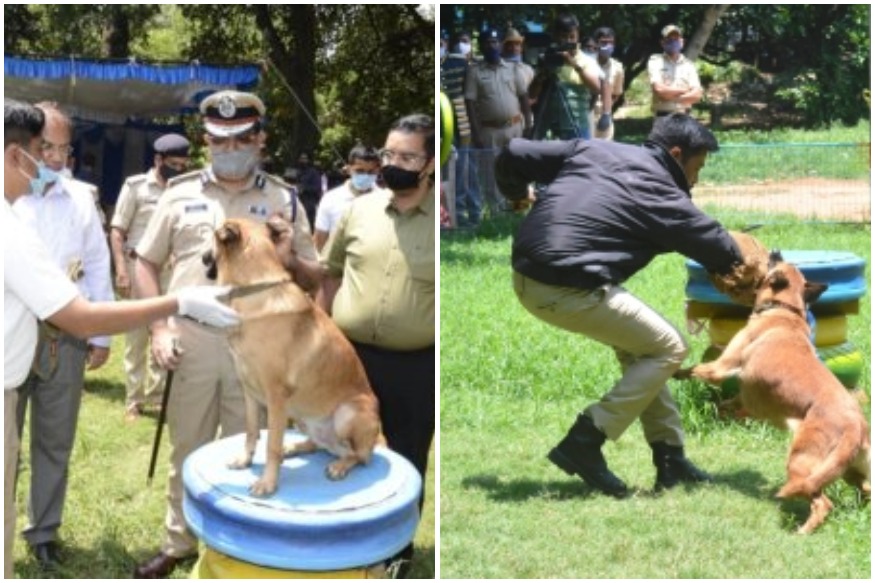 how much do trained police dogs cost