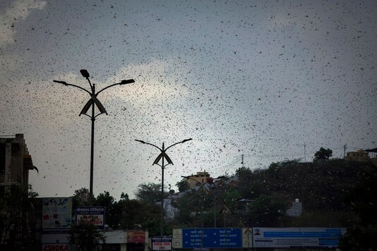 Locusts swarming over city and near by area in Ajmer, Rajasthan. (AP)
