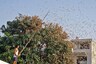 Locust Swarms Enter MP's Balaghat District From Maharashtra