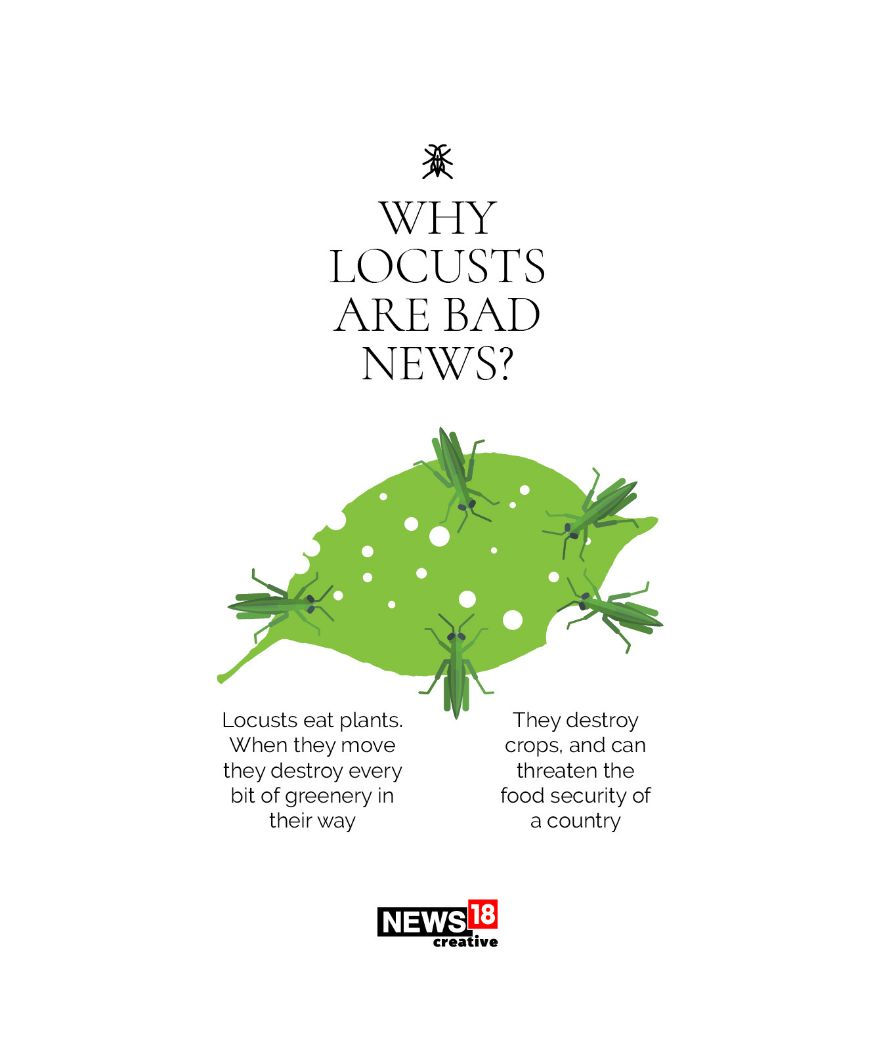 What is Locust Attack and Why Should India be Worried Explained!