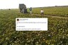 WATCH: Farmers are Blasting 'DJ Music' to Fight the Locust Attack in North India
