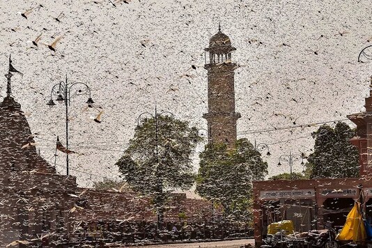 Swarms of locust were seen in the walled city of Jaipur this week. (Photo: PTI)