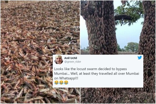 locust