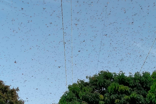 File image of locust swarms. Locusts swarm above a mango tree orchard in Muzaffargarh, Pakistan, Friday, May 29, 2020.

 (AP Photo/Tariq Qureshi)