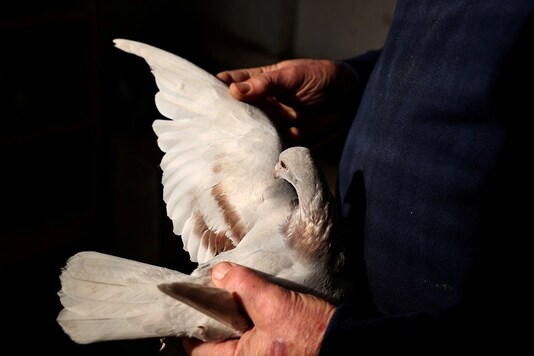 FILE PHOTO: General view of a pigeon. (Reuters)