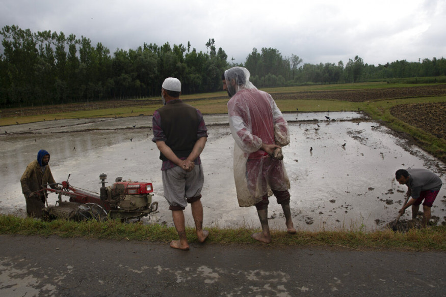 Paddy Cultivation in Full Swing in Kashmir Amid COVID-19 ...