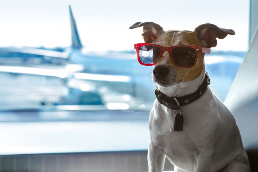 How Much Do Airlines Charge For Dogs