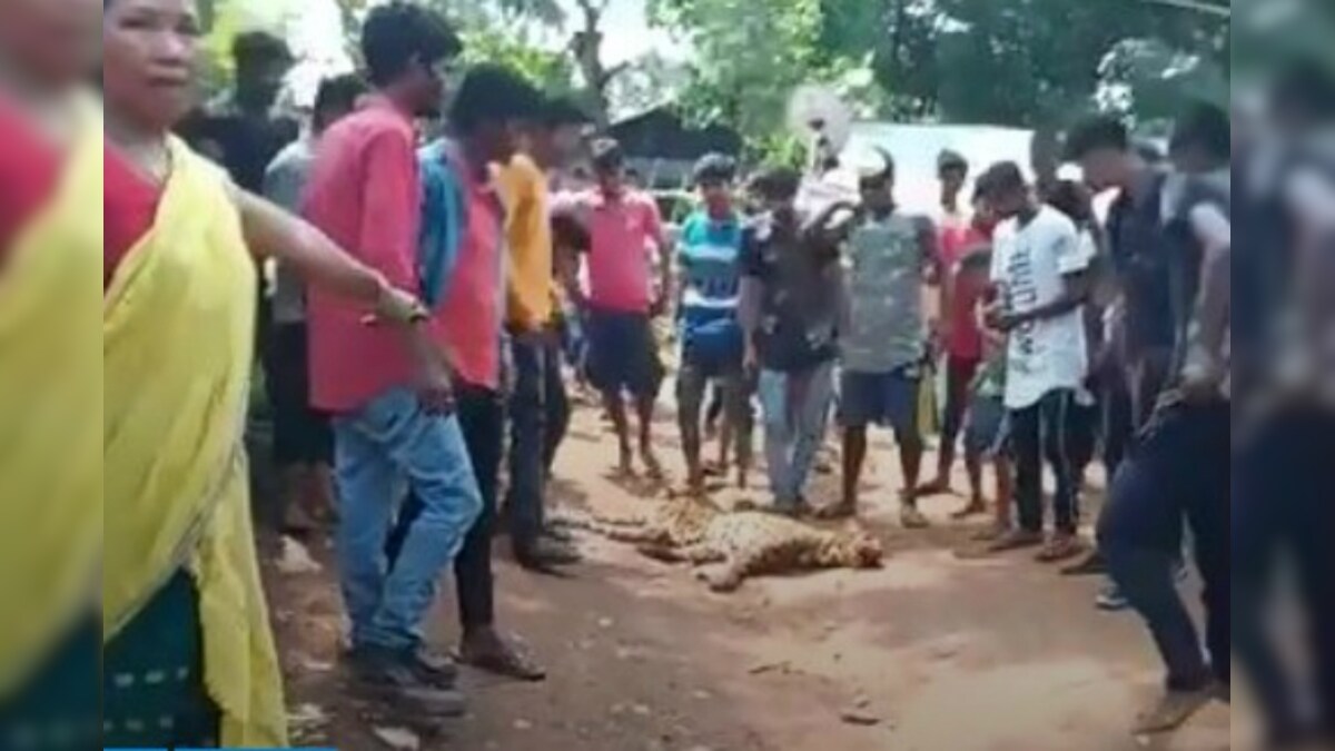 Leopard Caught In Illegal Trap Beaten To Death By Locals In Guwahati