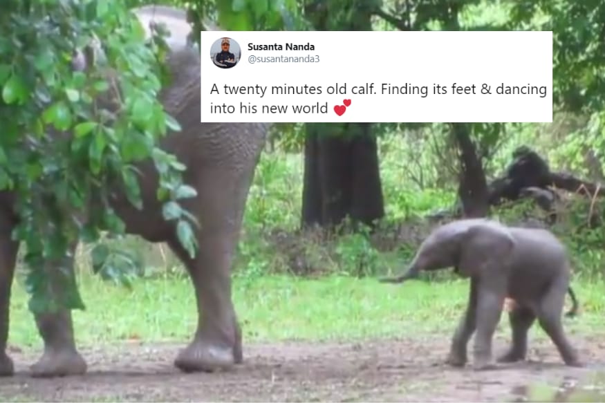 Viral Video Of 20 Minute Old Elephant Calf Taking Its First