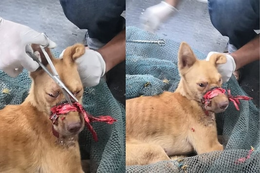 Dog in Kerala Had its Mouth Sealed with a Tape, Rescued After Days of  Torture