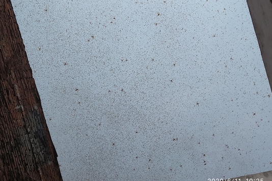 WATCH: A Kilometer-long Locust Swarm Reaches Prayagraj, Terrifying ...