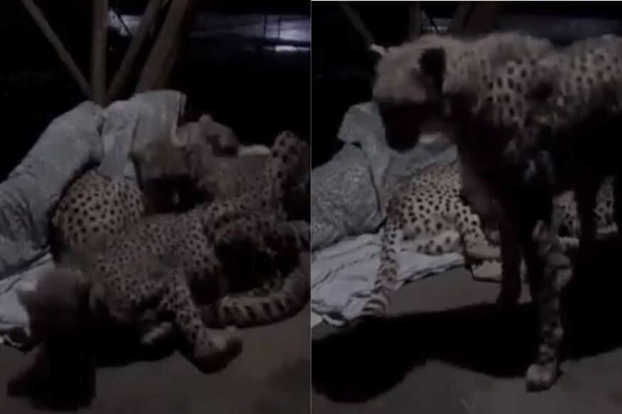 Watch: This Man Sleeping with Three Cheetahs has Left Internet Awestruck