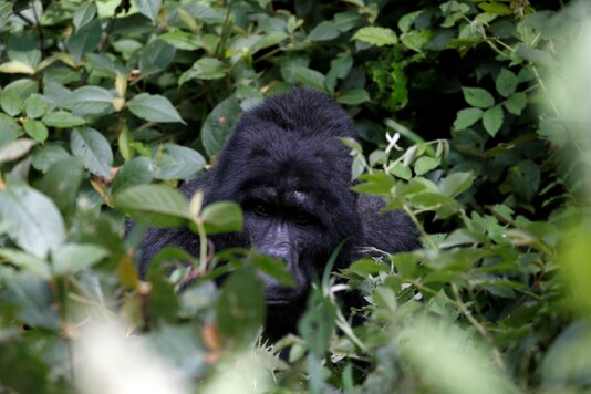 FILE PHOTO: A silverback mountain gorilla from the Mukiza group is seen in the forest within the Bwindi National Park near the town of Kisoro, Uganda March 31, 2018. REUTERS/Baz Ratner/File Photo FILE PHOTO: A silverback mountain gorilla from the Mukiza group is seen in the forest within the Bwindi National Park near the town of Kisoro, Uganda March 31, 2018. REUTERS/Baz Ratner/File Photo