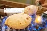 'It Puffs up When Cooked': Desis are Having a Hard Time to Swallow this Indian Roti 'Fact'