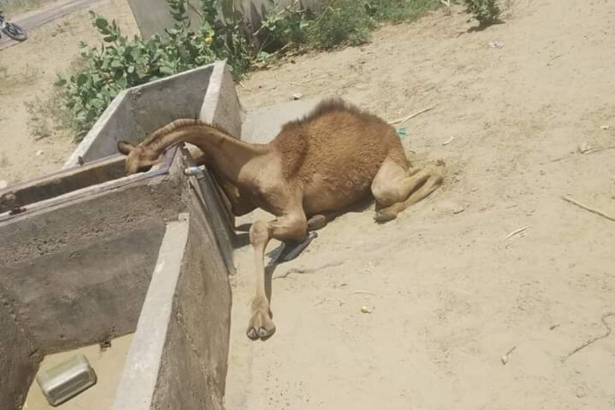 Photos Showing Thirsty Camel Lying Dead Near Water Tank in ...