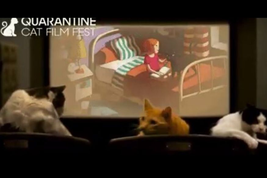 This Quarantine Cat Film Festival Aims to Raise Funds for ...